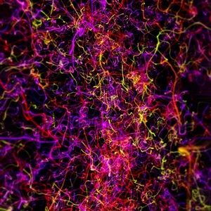 Meet your Posher, Amamber